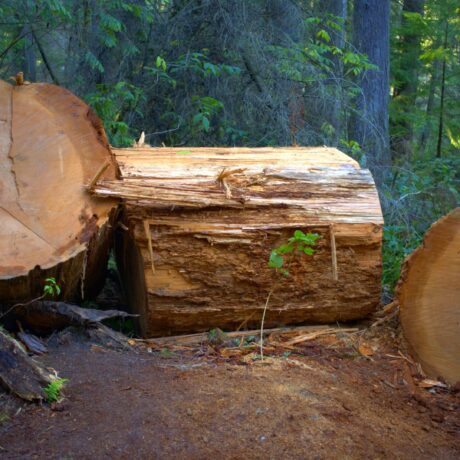 Cumaru Industrias Forestales (2)