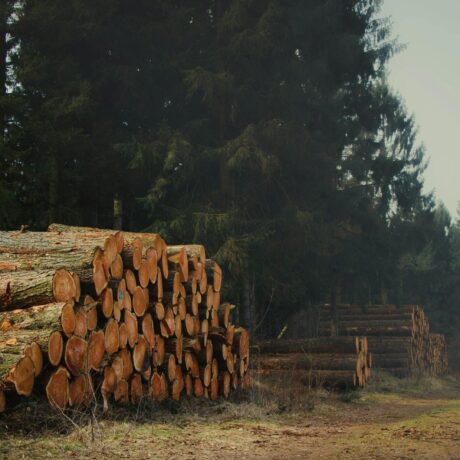 Cumaru Industrias Forestales (9)